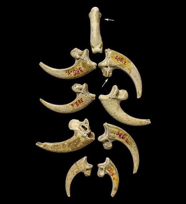Neanderthal jewellery made from eagle claws