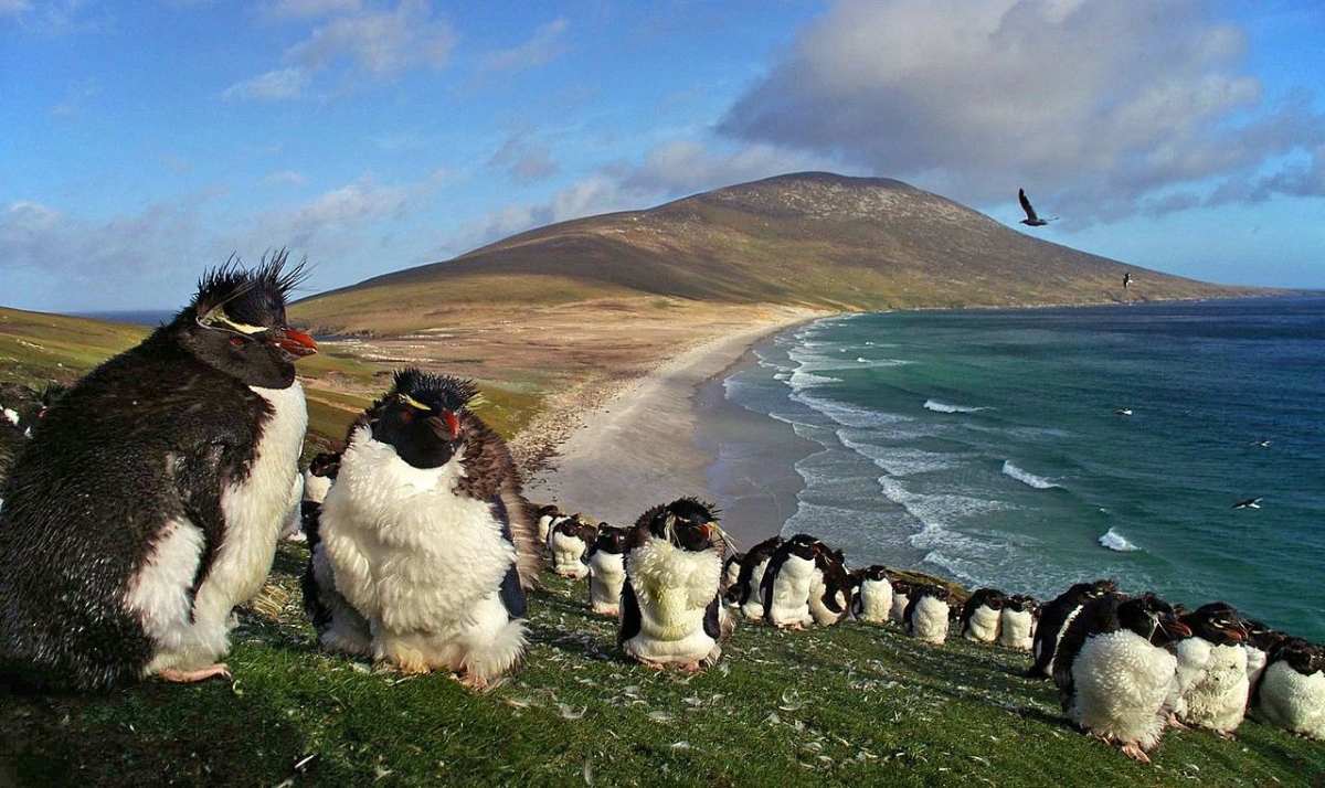 Southern rockhopper penguins on Saunders Island