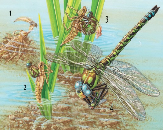 Stages in the development of a dragonfly