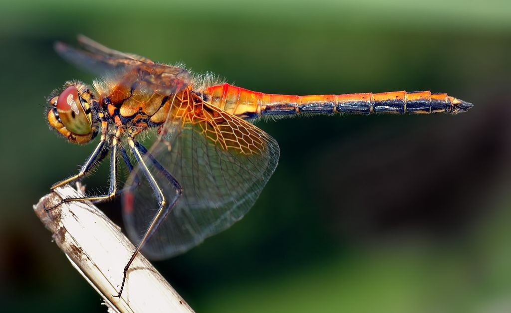 Yellow-winged darter dragonfly