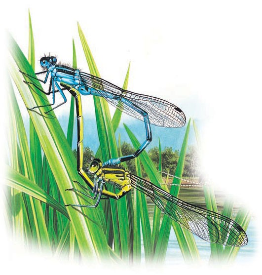 A pair of damselflies mating