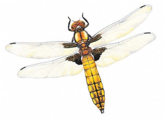 Broad-bodied darter dragonfly