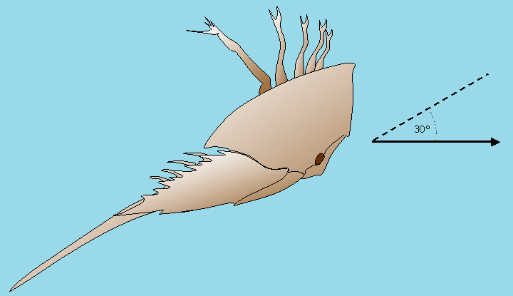 Horseshoe crabs swim upside down