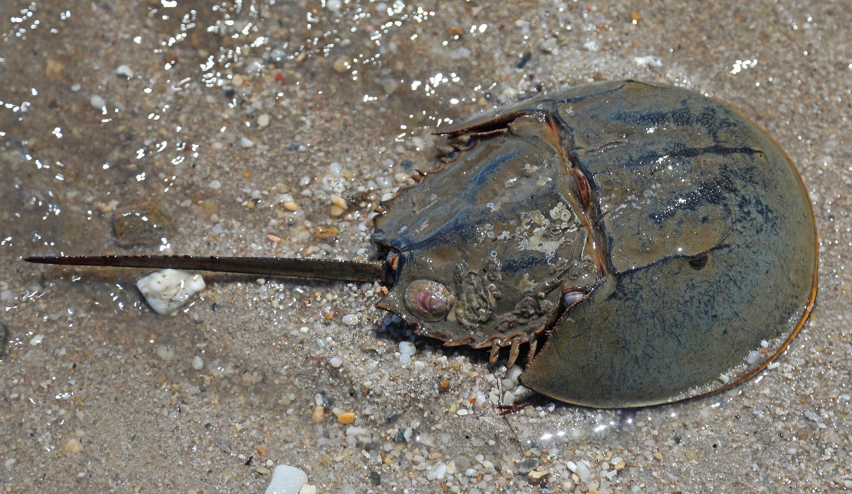 Atlantic horseshoe crab