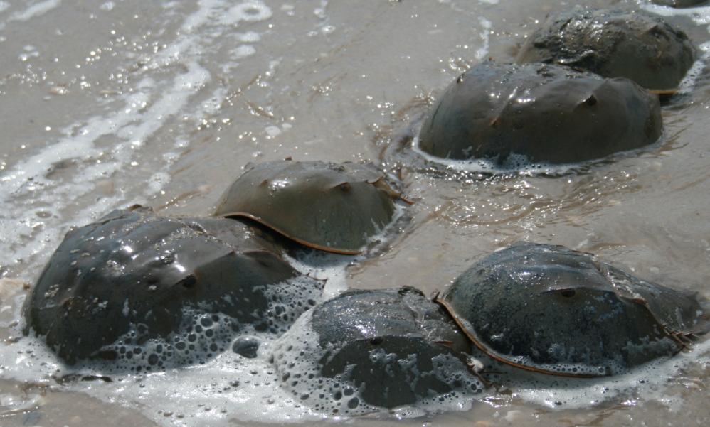Horseshoe crabs mating
