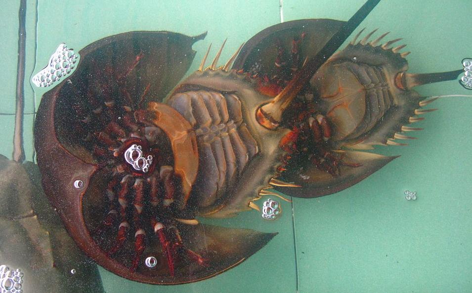 The underside of a horseshoe crab showing its legs and gills