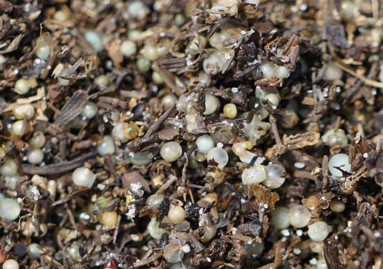 Horseshoe crab eggs, mixed in with sand and gravel