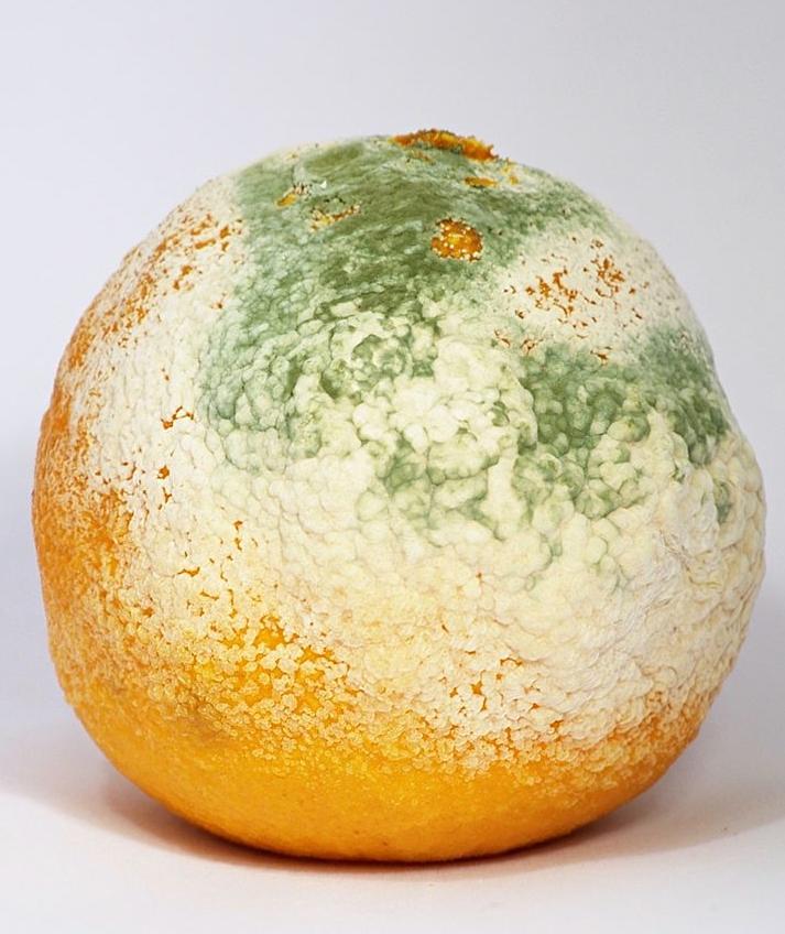 A clementine covered with mould, a kind of fungus