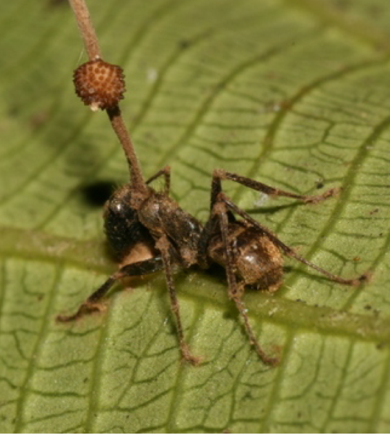 A tropical ant infected with a parasitic fungus.