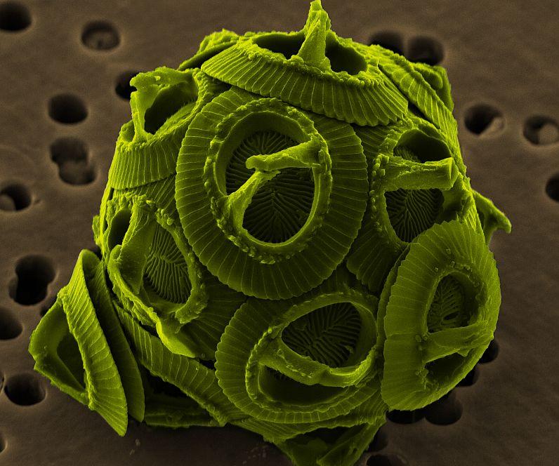 A coccolithophore, a protist