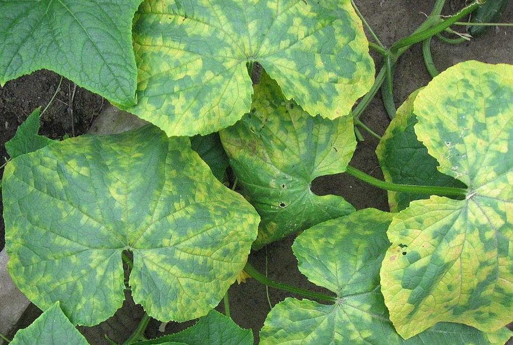Cucumber leaves afflicted with a virus