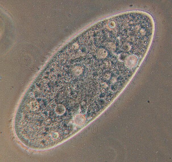The ciliate protist Paramecium aurelia