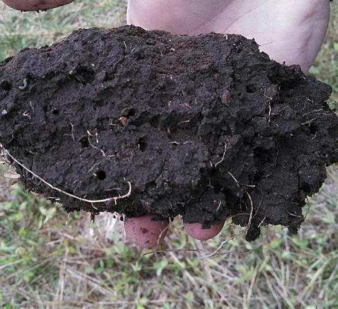 A handful of soil contains triillions of micro-organisms