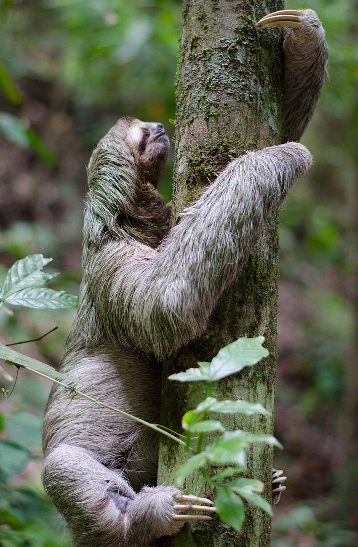 The green tinge to a sloth's fur reveals the presence of algae