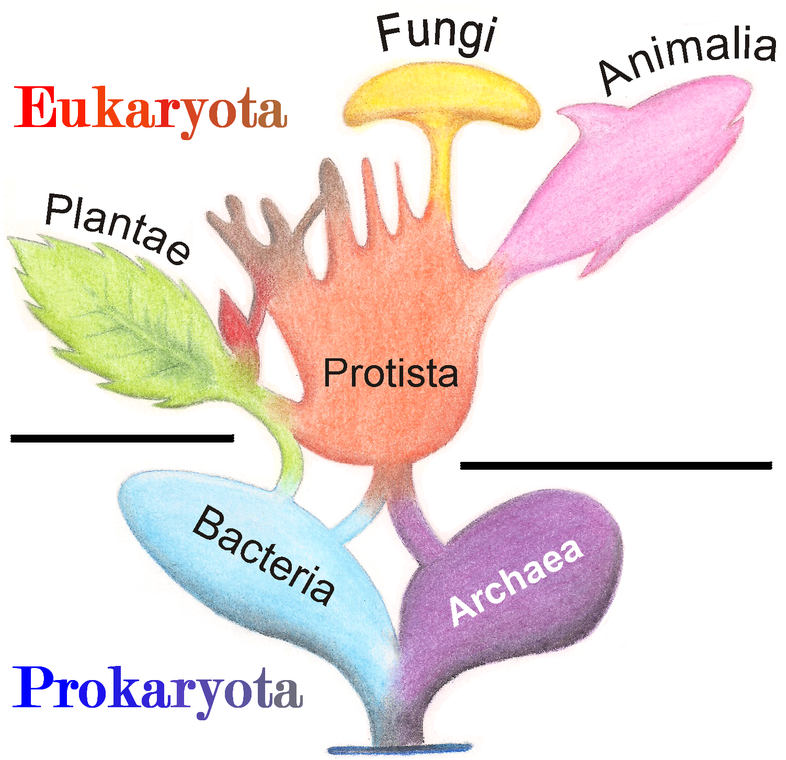 The "tree of life"