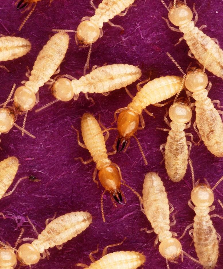 Archaea live inside protozoa inhabiting termites' guts.