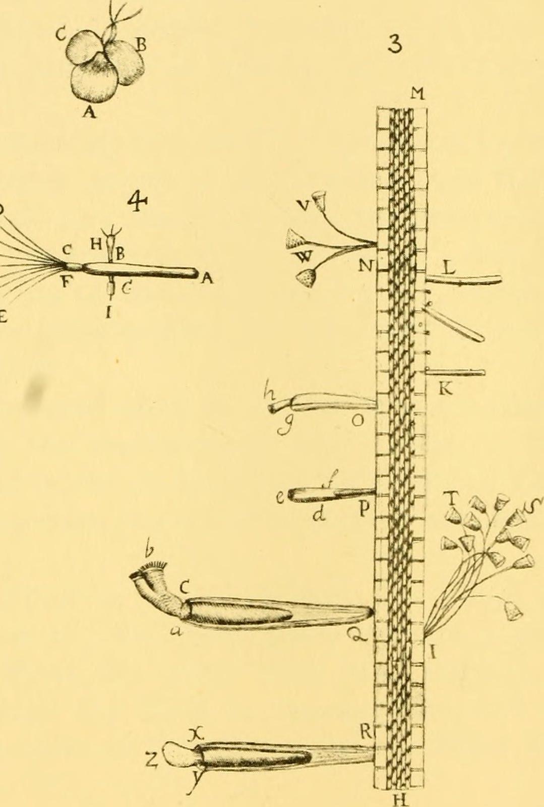 Van Leeuwenhoek's illustrations of protozoa and bacteria