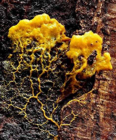 Slime moulds