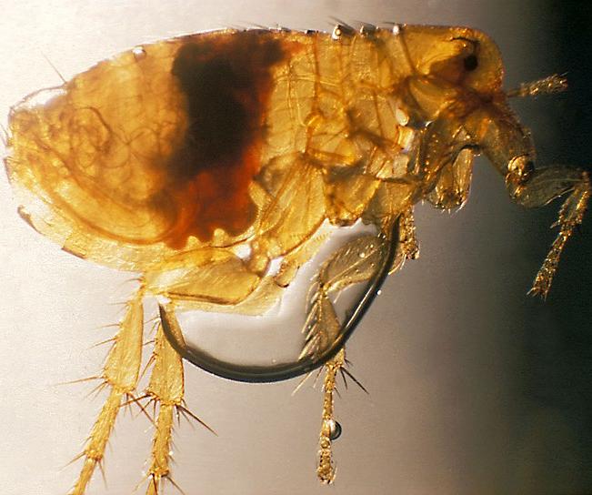 A rat flea viewed under a microscope