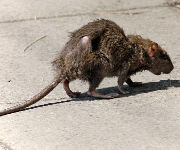 A rat on the streets of a modern European city