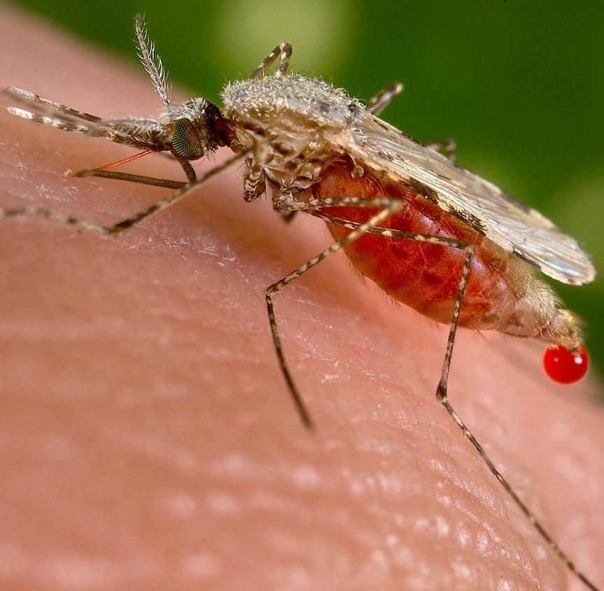 An Anopheles mosquito after sucking blood from a human