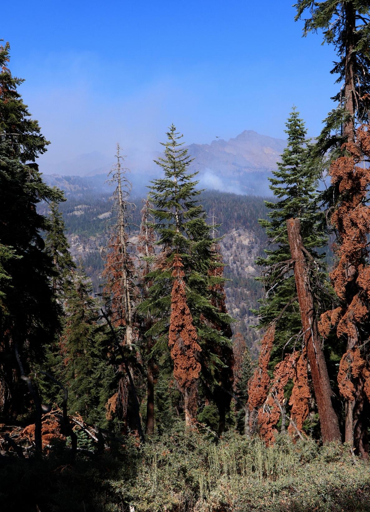 Dead trees in a Californian forest