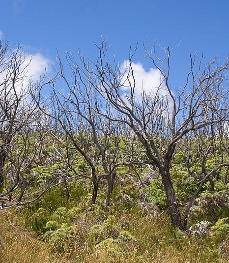Natural regeneration of scrubland, Reunion Island