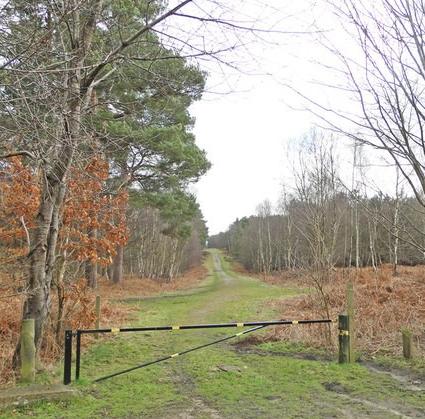 A firebreak in a British forest