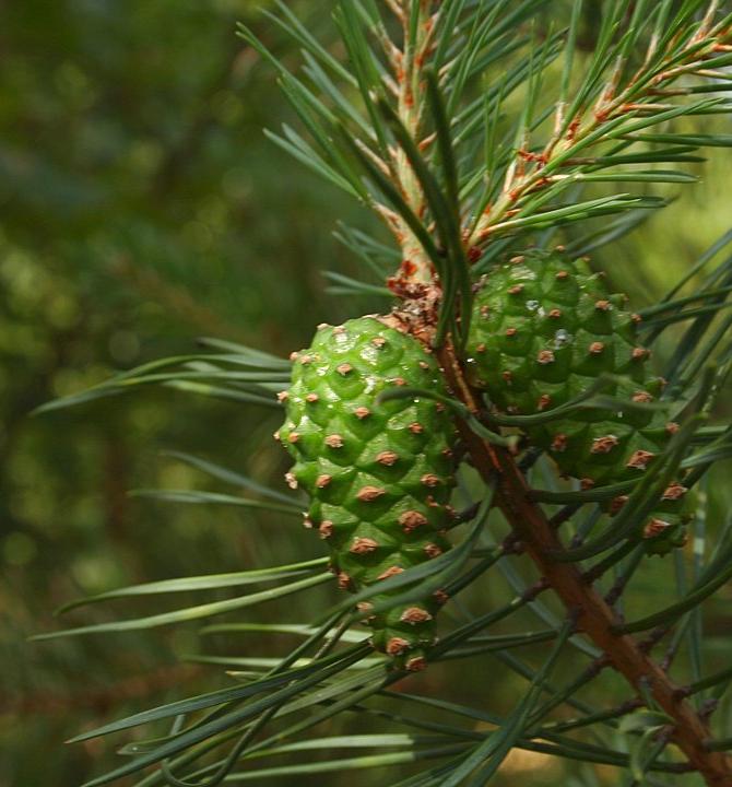 Scots pine cones