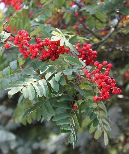 Rowan leaves and berries