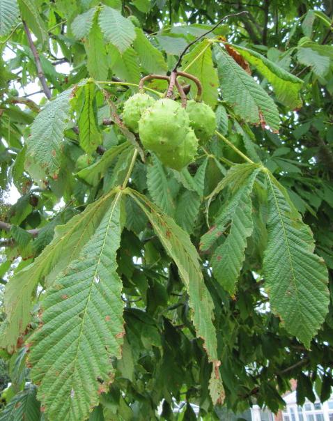 Horse chestnut