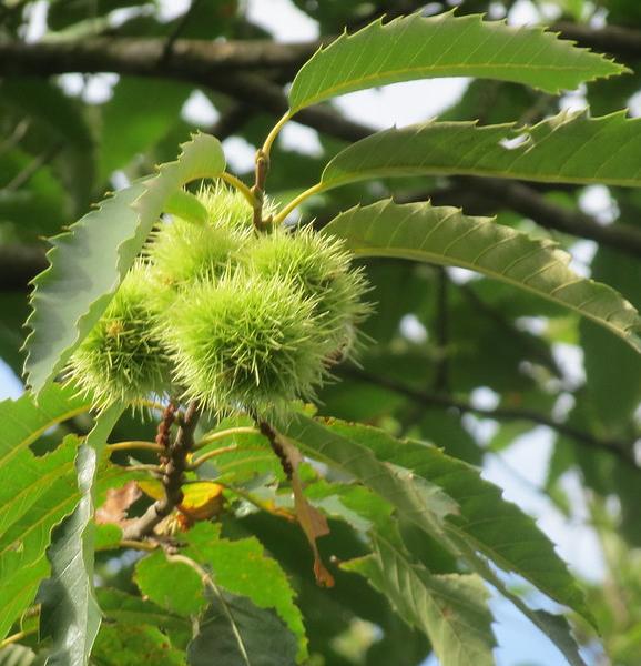 Sweet chestnut