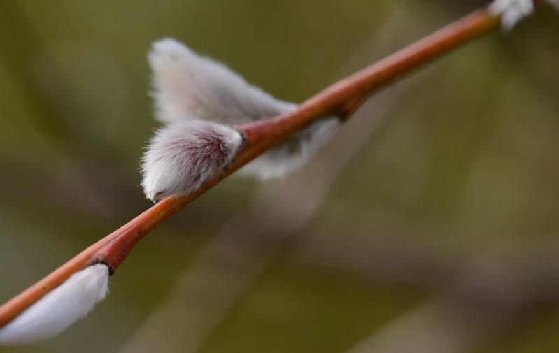 Goat willow catkins