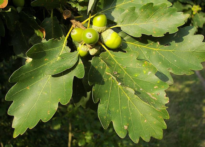 Sessile oak