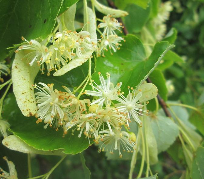 Small-leaved lime