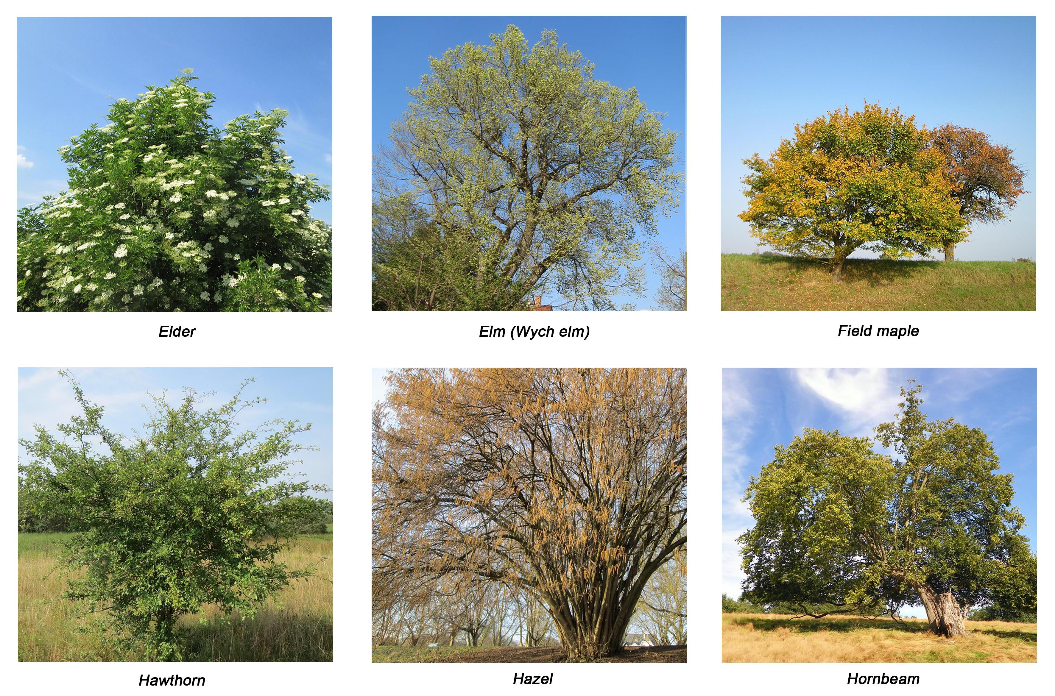 Elder, Elm, Field maple, Hawthorn, Hazel, Hornbeam