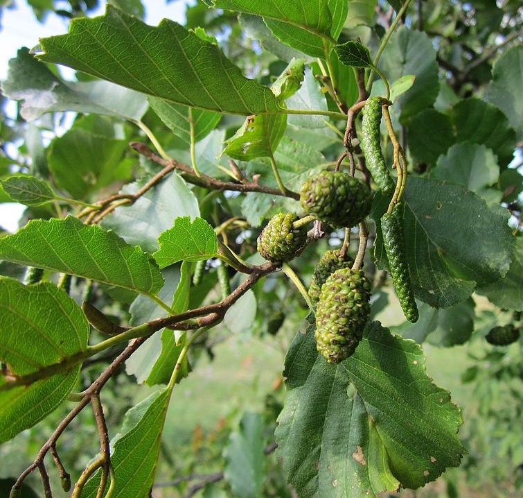 Alder leaves, catkins and cones