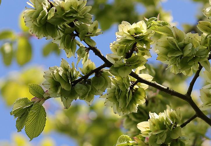 Wych elm with fruits