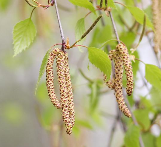 Silver birch catkins