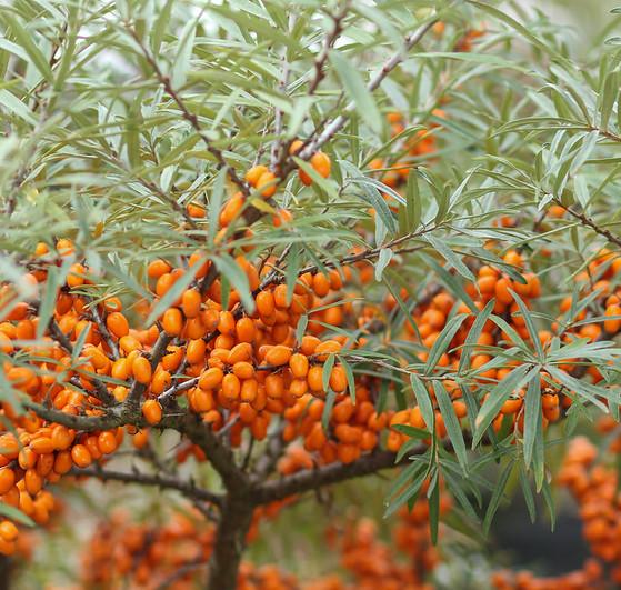 Sea buckthorn