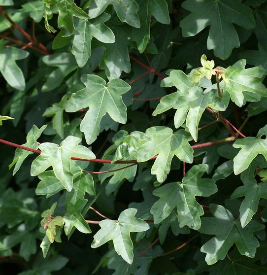 Field maple