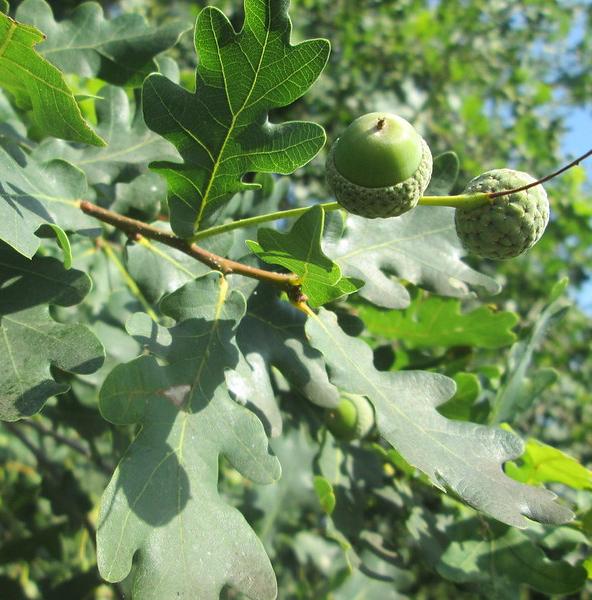 English oak