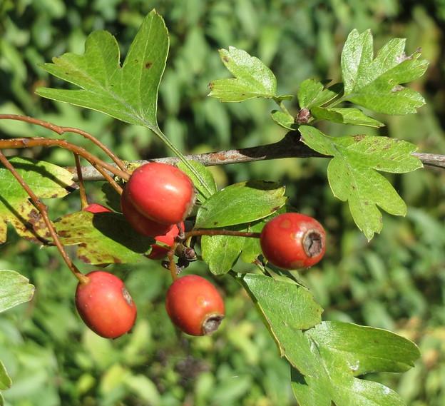 Hawthorn with haw berries