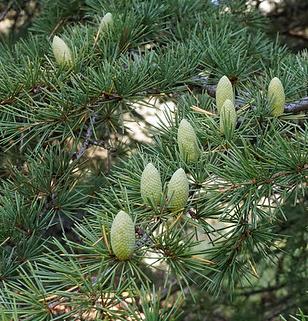 Cedar branches with fruits (cones)