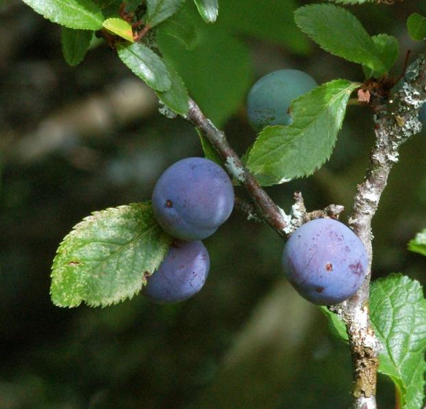 Blackthorn leaves with sloe berries