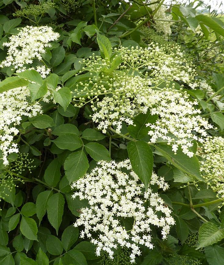 Elderflowers