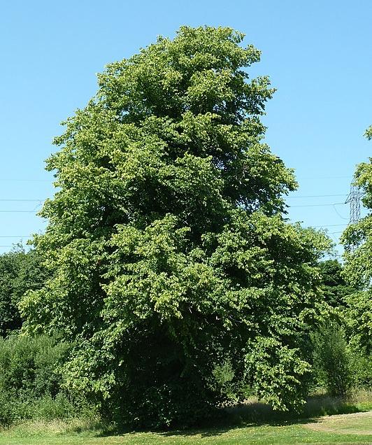 A common lime tree