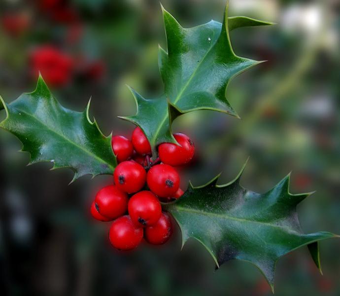 Holly leaves and berries