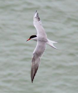 A Common tern in flight