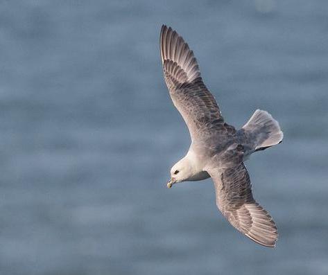 A fulmar in flight